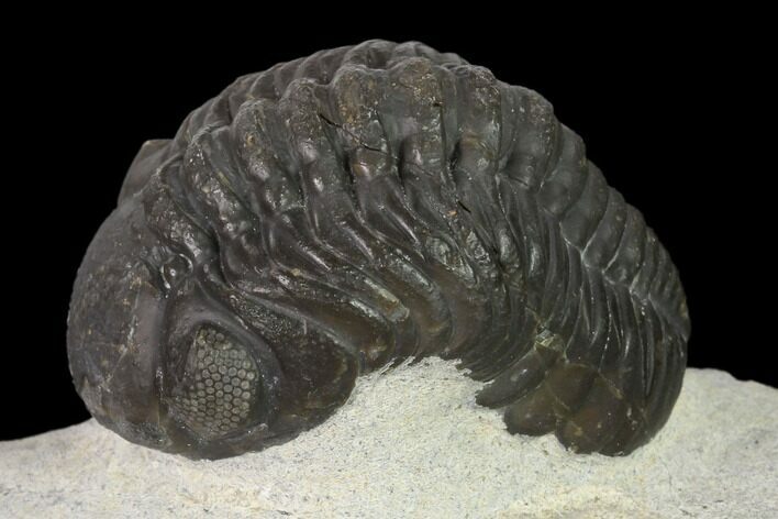 Austerops Trilobite - Nice Eye Facets #137539